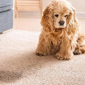 Residential Pet Stain and Odor Removal