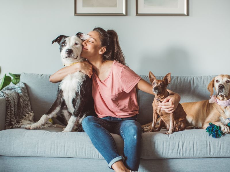 What is the Average Cost of Pet Odor Removal in Powell, TN?