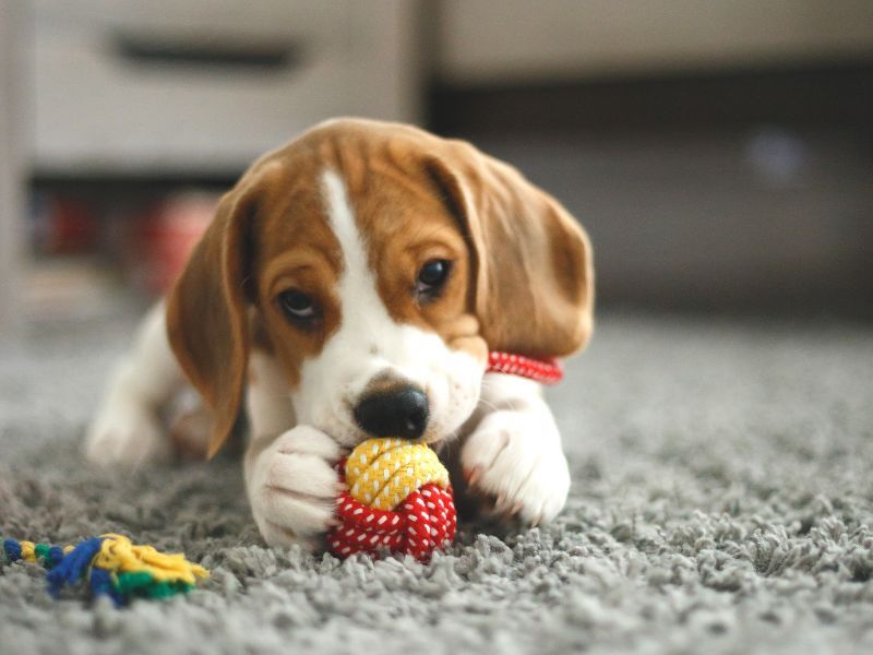 What is the Average Cost of Pet Stain Removal in Knoxville, TN?